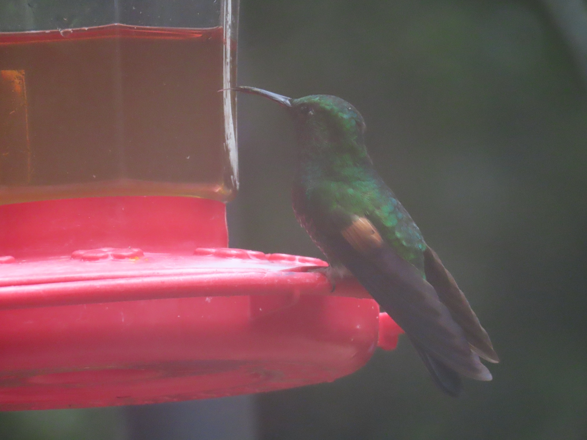 Stripe-tailed Hummingbird (Eupherusa eximia), photo 5
