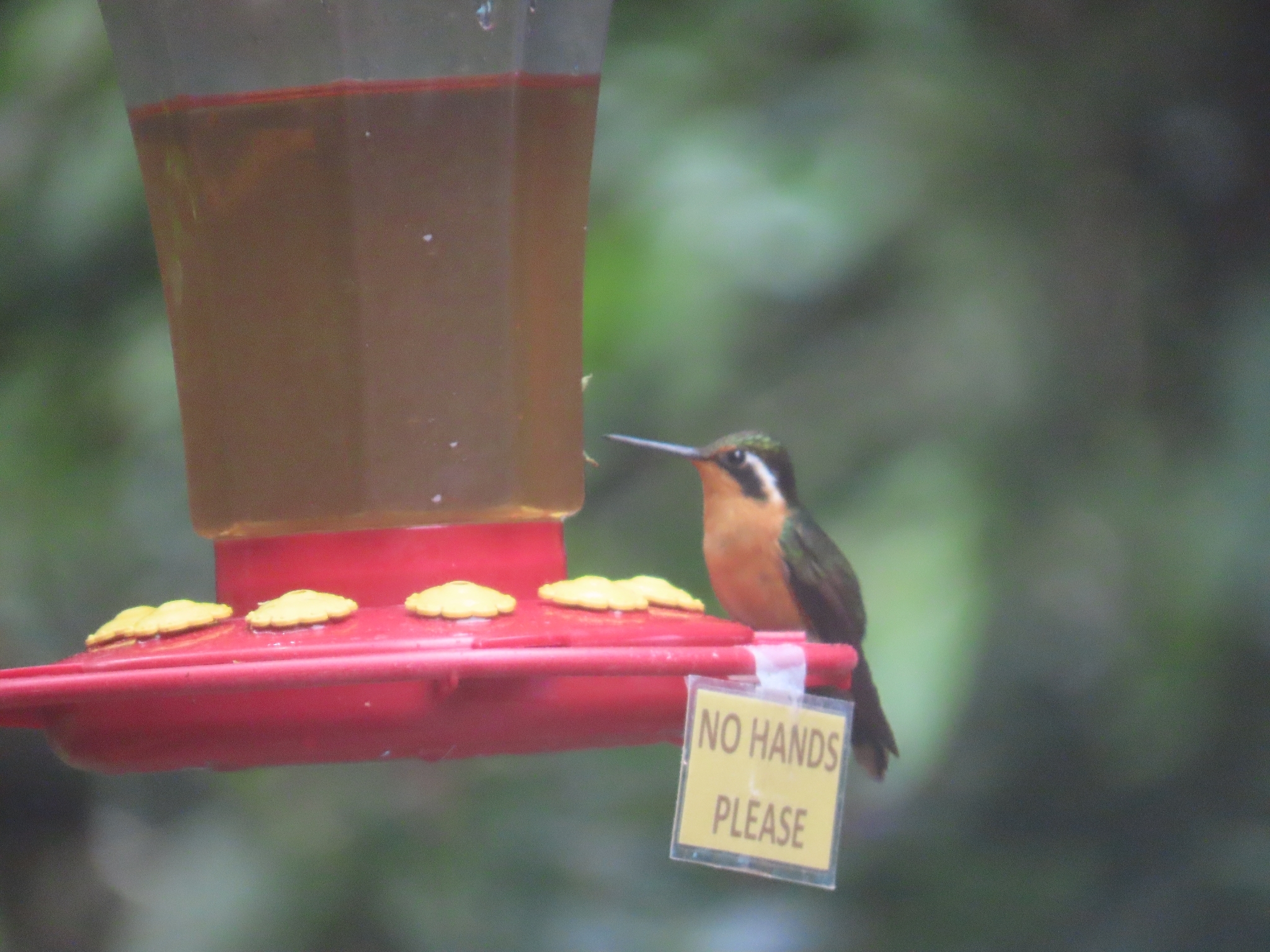 Purple-throated Mountaingem (Lampornis calolaemus), photo 4