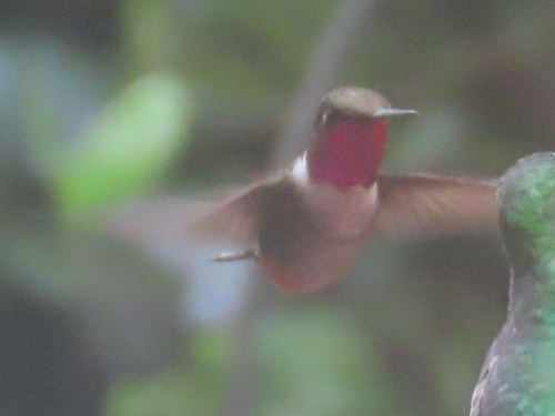 Magenta-throated Woodstar (Philodice bryantae), photo 6