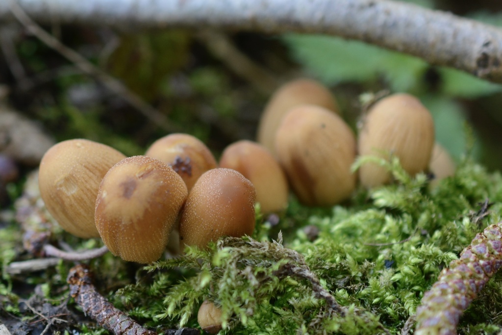 Micacei · February 2026 · photo: © cryptomarasmius (iNaturalist, cc-by)