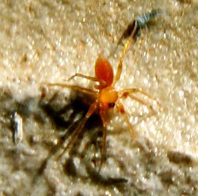 Opopaea santschii