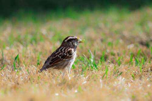White-throated Sparrow
