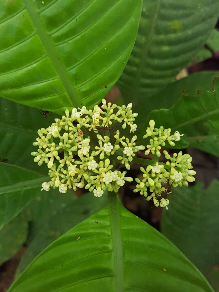 Psychotria limonensis