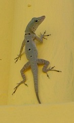Anolis stratulus