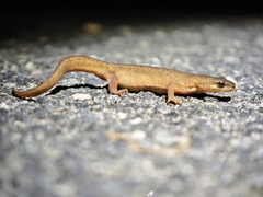 Palmate Newt photo 3