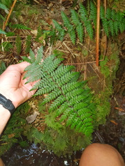 Polystichum silvaticum