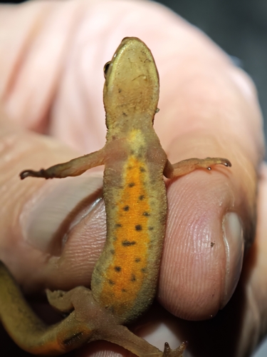 Palmate Newt