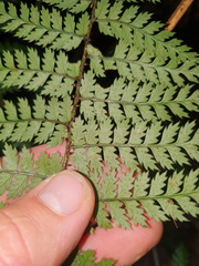 Polystichum silvaticum