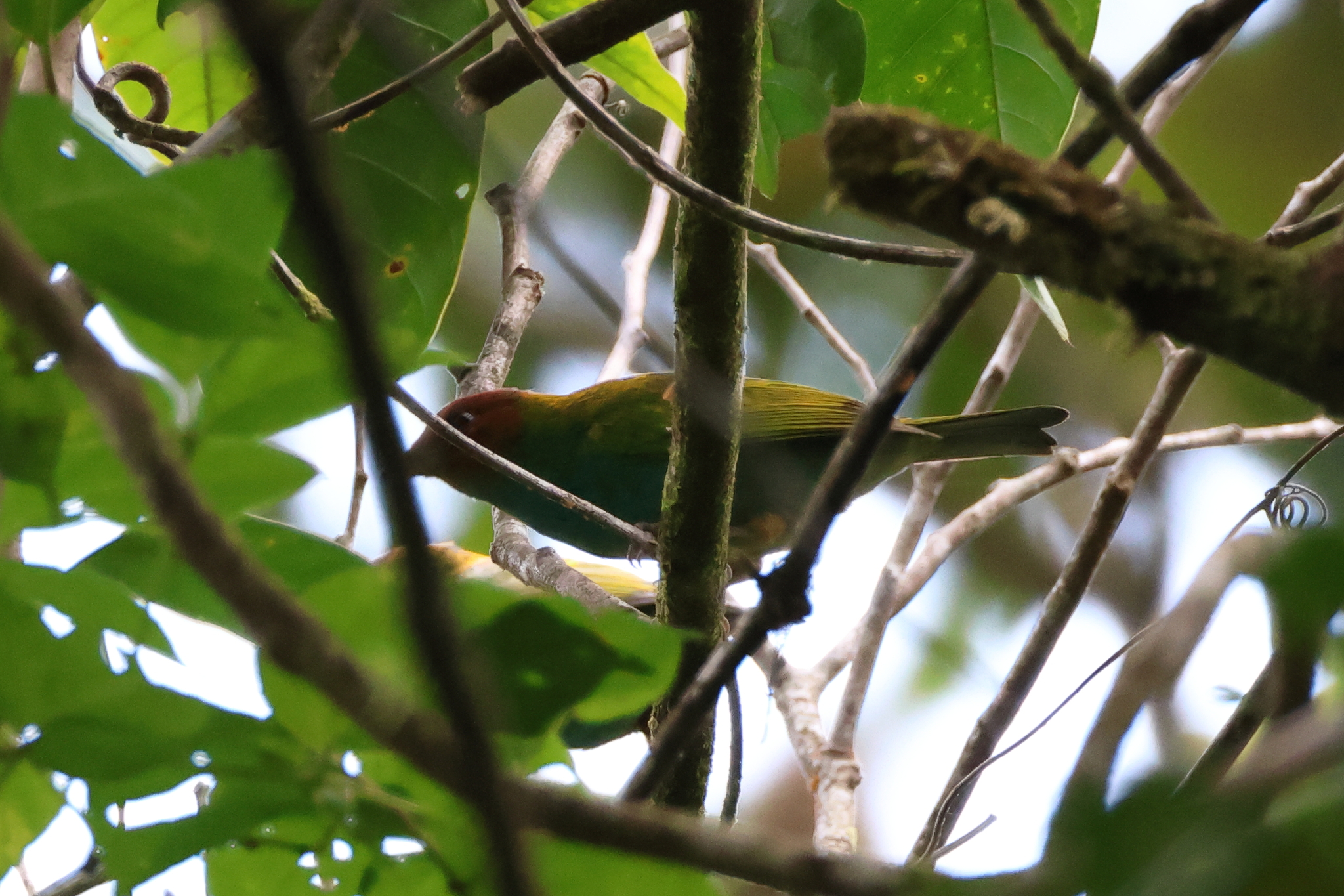 Bay-headed Tanager (Tangara gyrola), photo 10