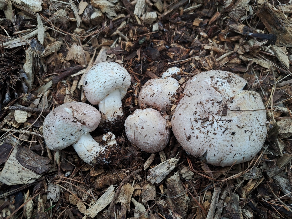 Agaricus megalocarpus