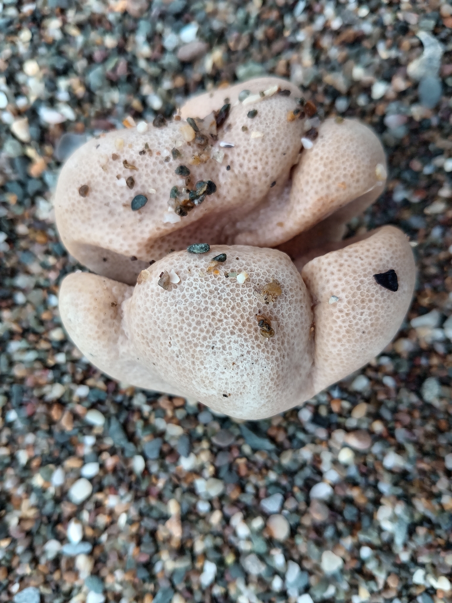 Alcyonium digitatum Linnaeus, 1758