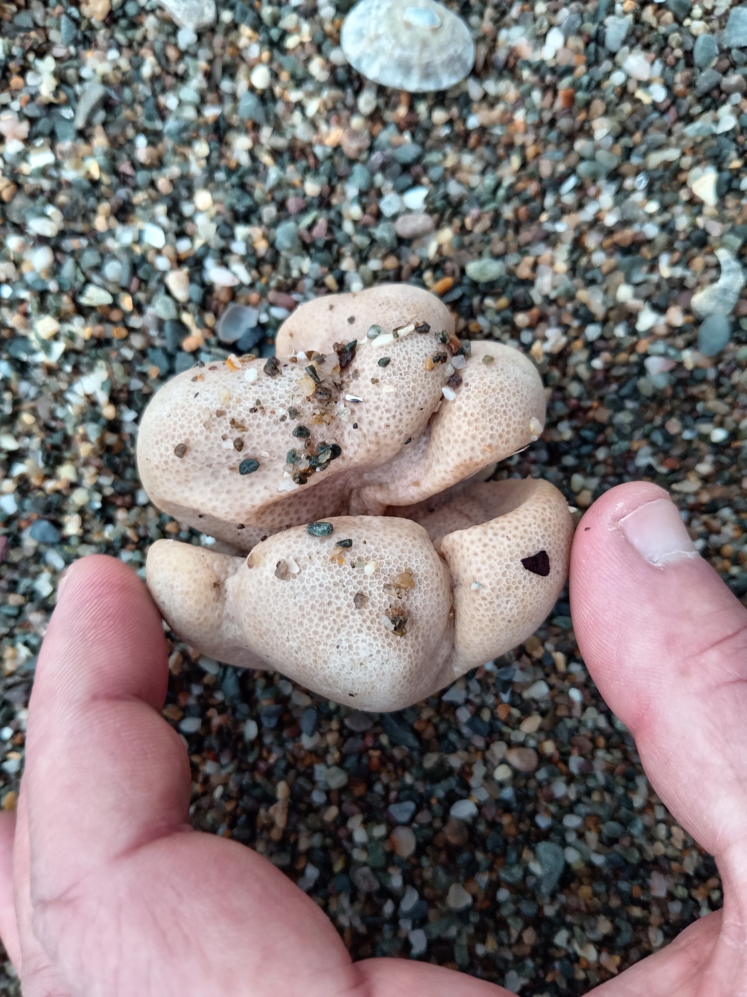 Alcyonium digitatum Linnaeus, 1758