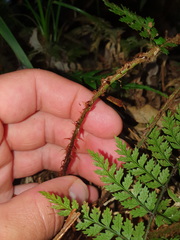 Polystichum silvaticum