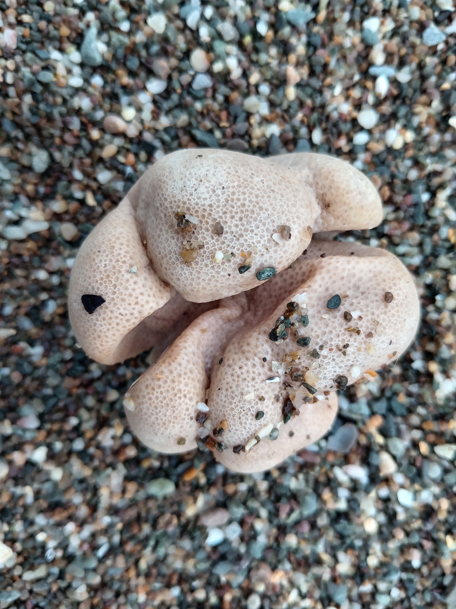 Alcyonium digitatum Linnaeus, 1758