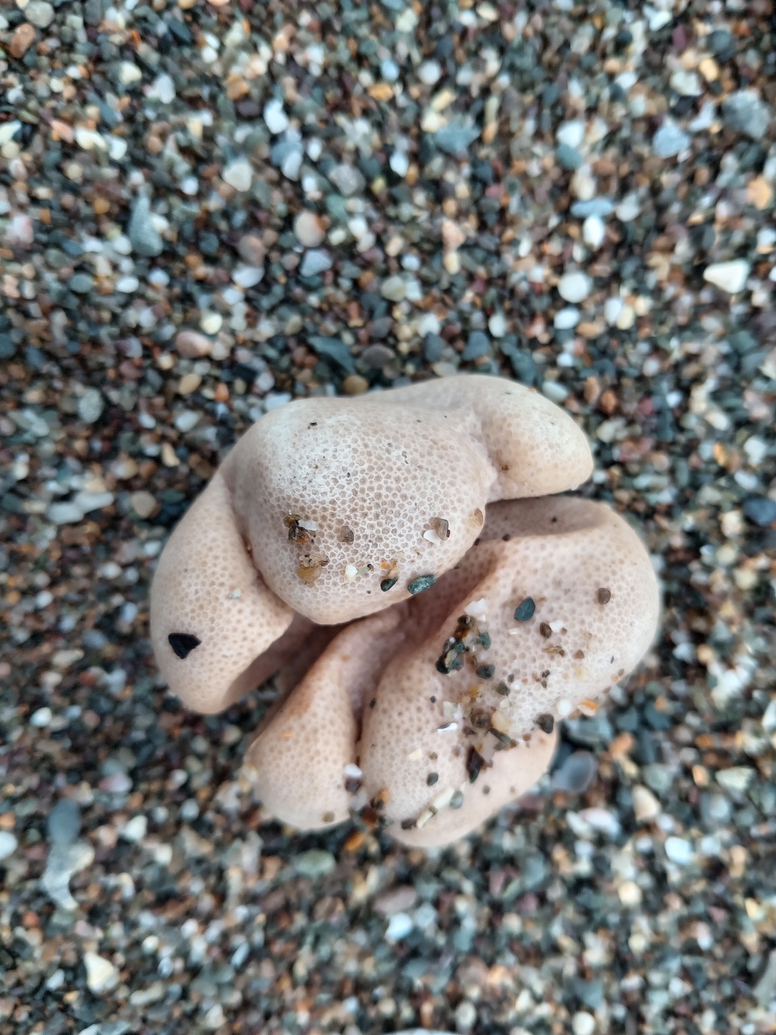 Alcyonium digitatum Linnaeus, 1758
