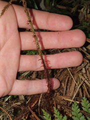 Polystichum silvaticum