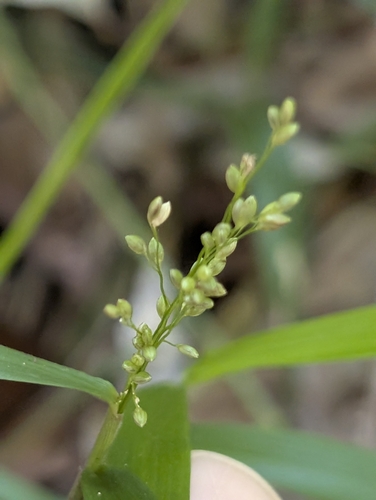don't panic (Stolonochloa lachnophylla)
