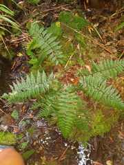 Polystichum silvaticum