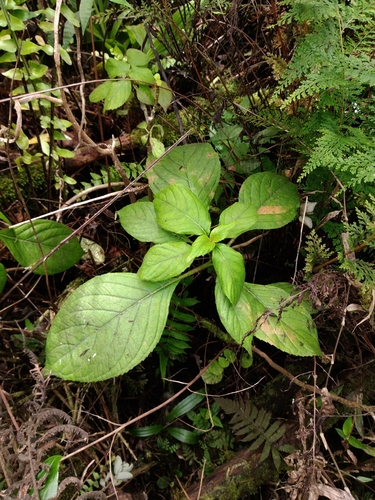 Cyrtandra nanawaleensis observed 2026-02-25