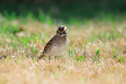 White-throated Sparrow