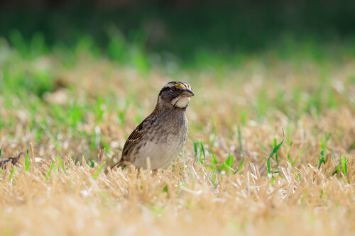White-throated Sparrow