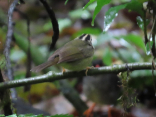 Black-eared Warbler (Basileuterus melanotis), photo 2