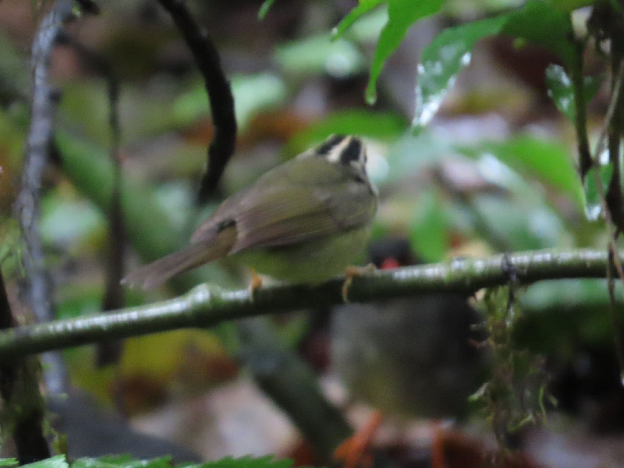 Black-eared Warbler (Basileuterus melanotis), photo 2