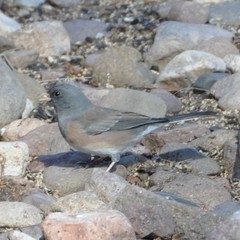 Junco hyemalis mearnsi