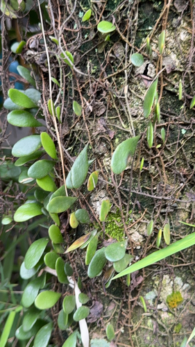 Dragon-Scale fern (Pyrrosia piloselloides)