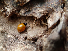 Aegithus clavicornis