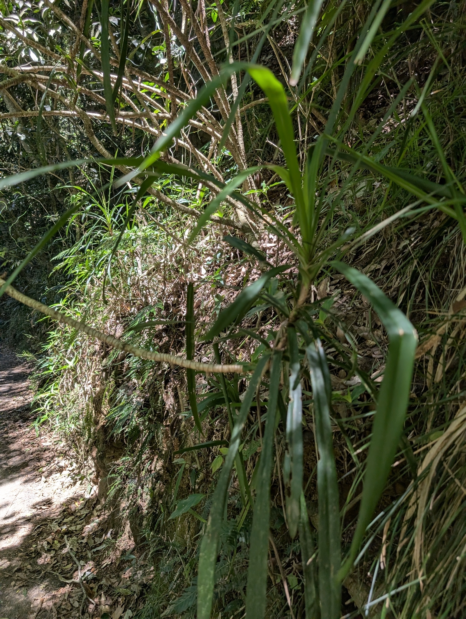 Cordyline Stricta (Cordyline stricta)