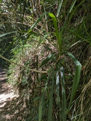 (c) Corin, some rights reserved (CC BY) Cordyline stricta, photograph (c) Corin, some rights reserved (CC BY)