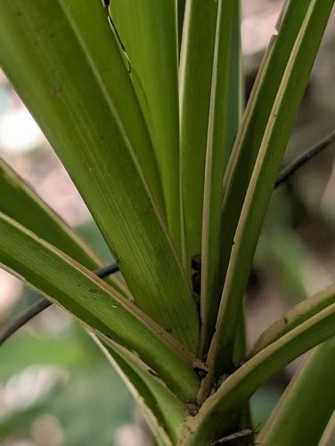 Cordyline stricta, photograph 2