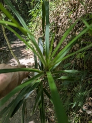 (c) Corin, some rights reserved (CC BY) Cordyline stricta, photograph (c) Corin, some rights reserved (CC BY)