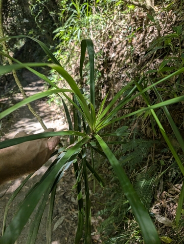 Cordyline stricta, photograph 4