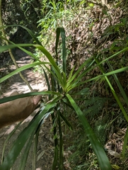 (c) Corin, some rights reserved (CC BY) Cordyline stricta, photograph (c) Corin, some rights reserved (CC BY)