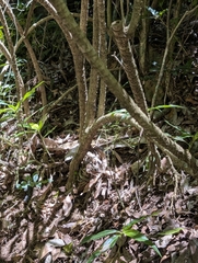 (c) Corin, some rights reserved (CC BY) Cordyline stricta, photograph (c) Corin, some rights reserved (CC BY)