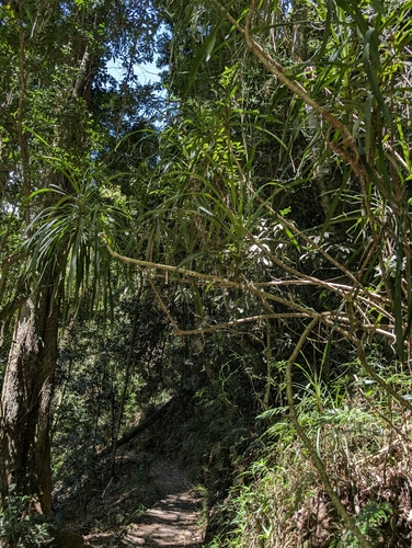 Cordyline stricta, photograph 6