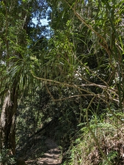 Cordyline stricta, photograph (c) Corin, some rights reserved (CC BY)
