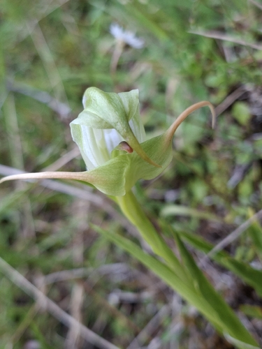Pterostylis australis observed 2026-02-24
