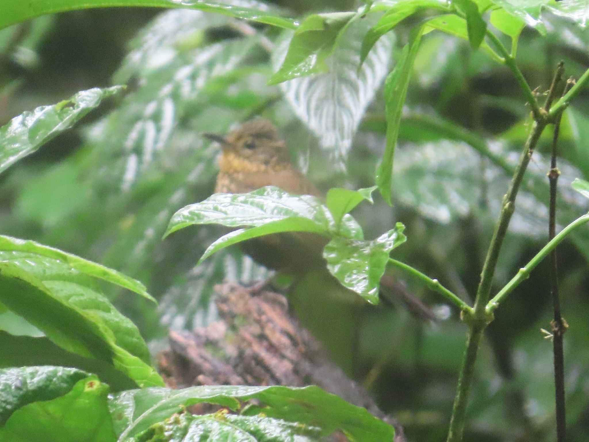 Spotted Barbtail (Premnoplex brunnescens), photo 3