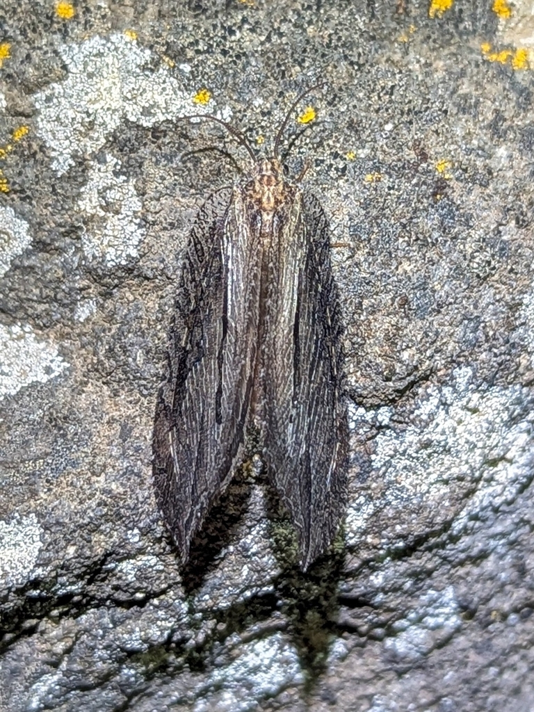 Fontecilla graphicus