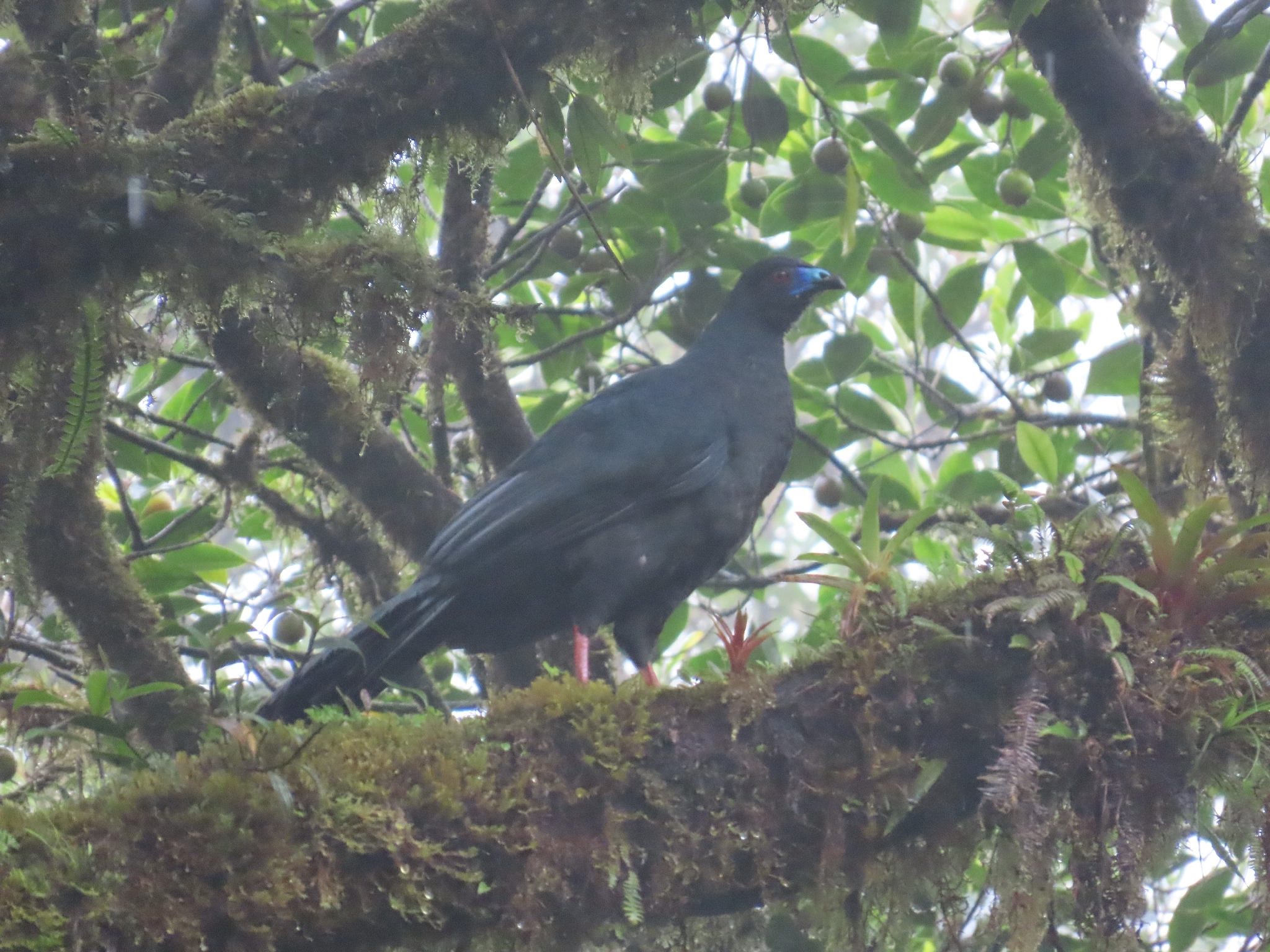 Black Guan (Chamaepetes unicolor), photo 3