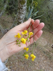 Parkinsonia texana macra