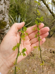 Parkinsonia texana macra