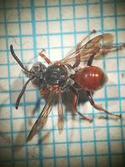 Pasites maculatus