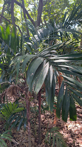 Ptychosperma propinquum observed 2026-02-25