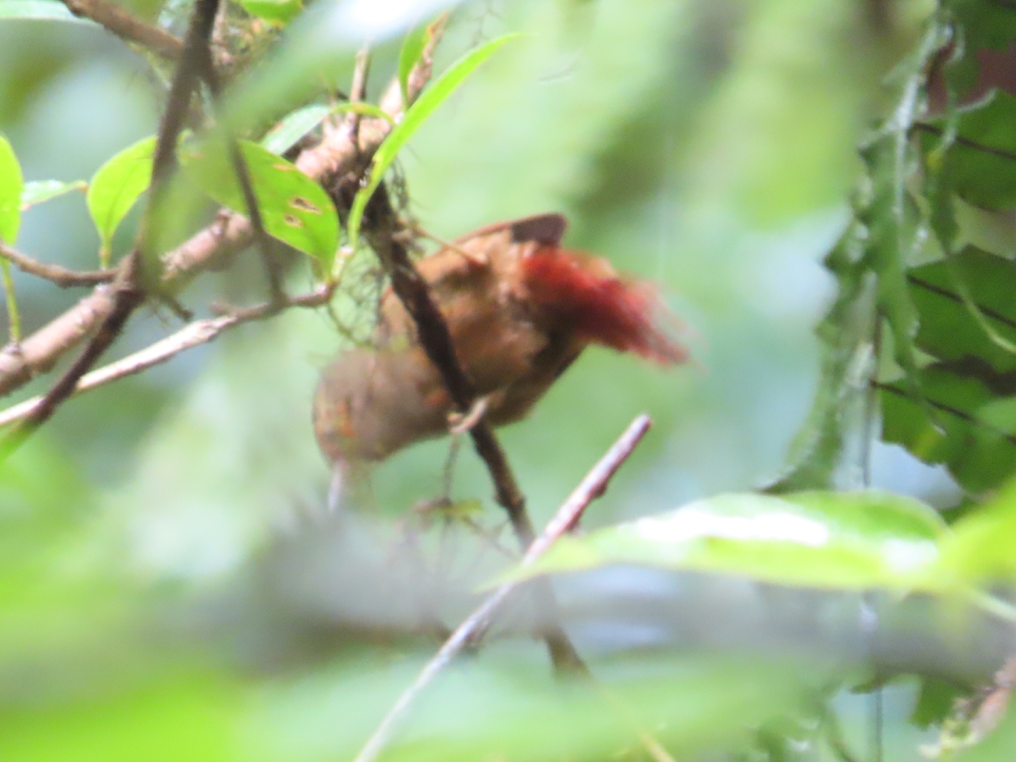 Red-faced Spinetail (Cranioleuca erythrops), photo 7