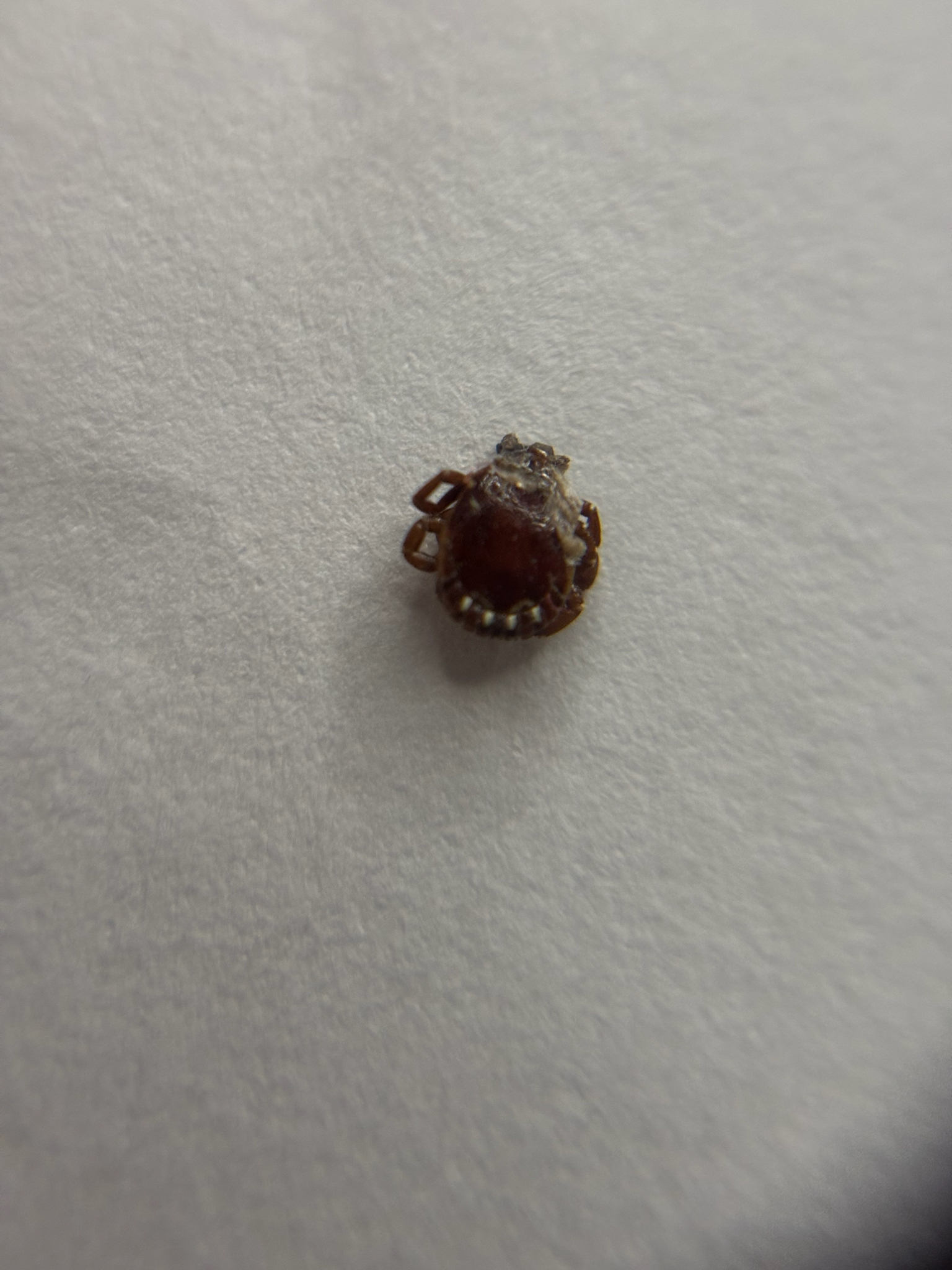 Amblyomma americanum Linnaeus, 1758