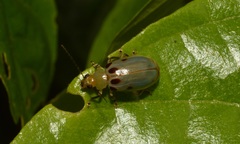 Exora obsoleta